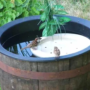 Bird Bath Raft